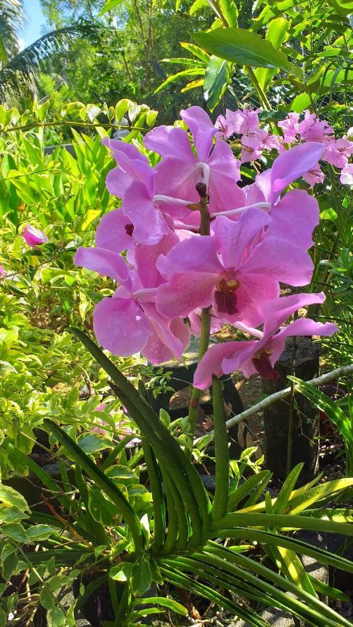 Orchid Sunset Guest House Baie Lazare  Exterior foto