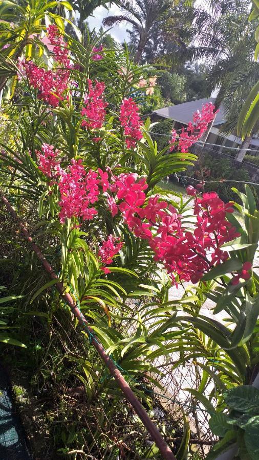 Orchid Sunset Guest House Baie Lazare  Exterior foto